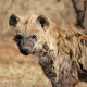 Hyenas
