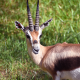 Gazelles