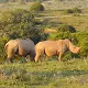 Rhino